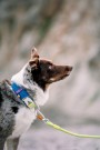Woolly Wolf Alpha 360 Halsbånd, Deep Teal Mix thumbnail