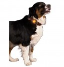 Nightwalk Safety Light, Oransje thumbnail