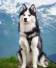 Woolly Wolf Woodland Sele thumbnail