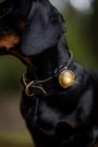 Orbiloc Dog Dual, Gold thumbnail