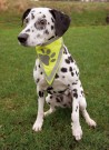 Trixie Bandana med Refleks thumbnail