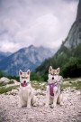 Woolly Wolf Alpha 360 Halsbånd, Mauve Mix thumbnail