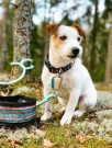 Woolly Wolf Woodland Halsbånd thumbnail