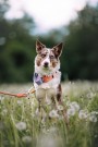 Woolly Wolf Color Block Martingale Halsbånd, Pink Mix thumbnail