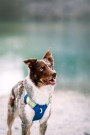 Woolly Wolf Alpha 360 Sele, Deep Teal Mix thumbnail