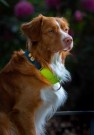 Woolly Wolf Color Block Martingale Halsbånd, Teal Mix thumbnail