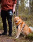 Woolly Wolf Woodland Sele thumbnail
