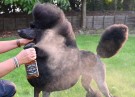 Show Tech Micro Mist Sprayflaske, 300 ml thumbnail
